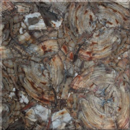 Petrified Wood