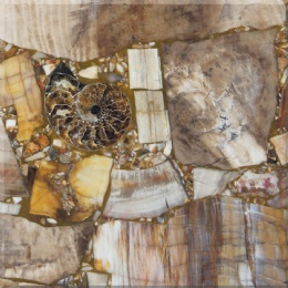 Petrified Wood